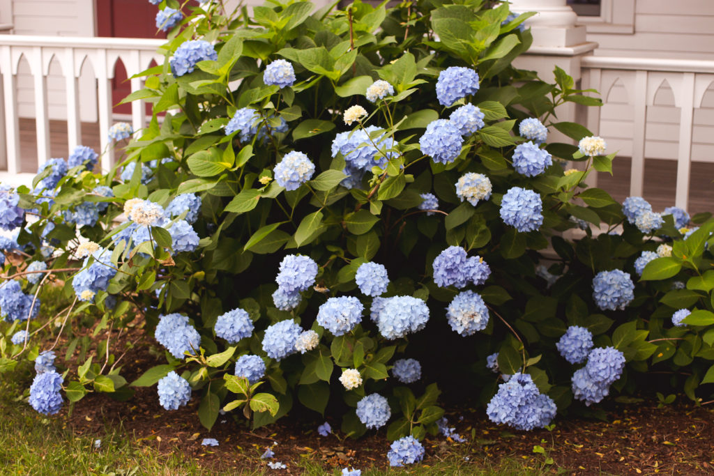 marthas vineyard, marthas vineyard flowers