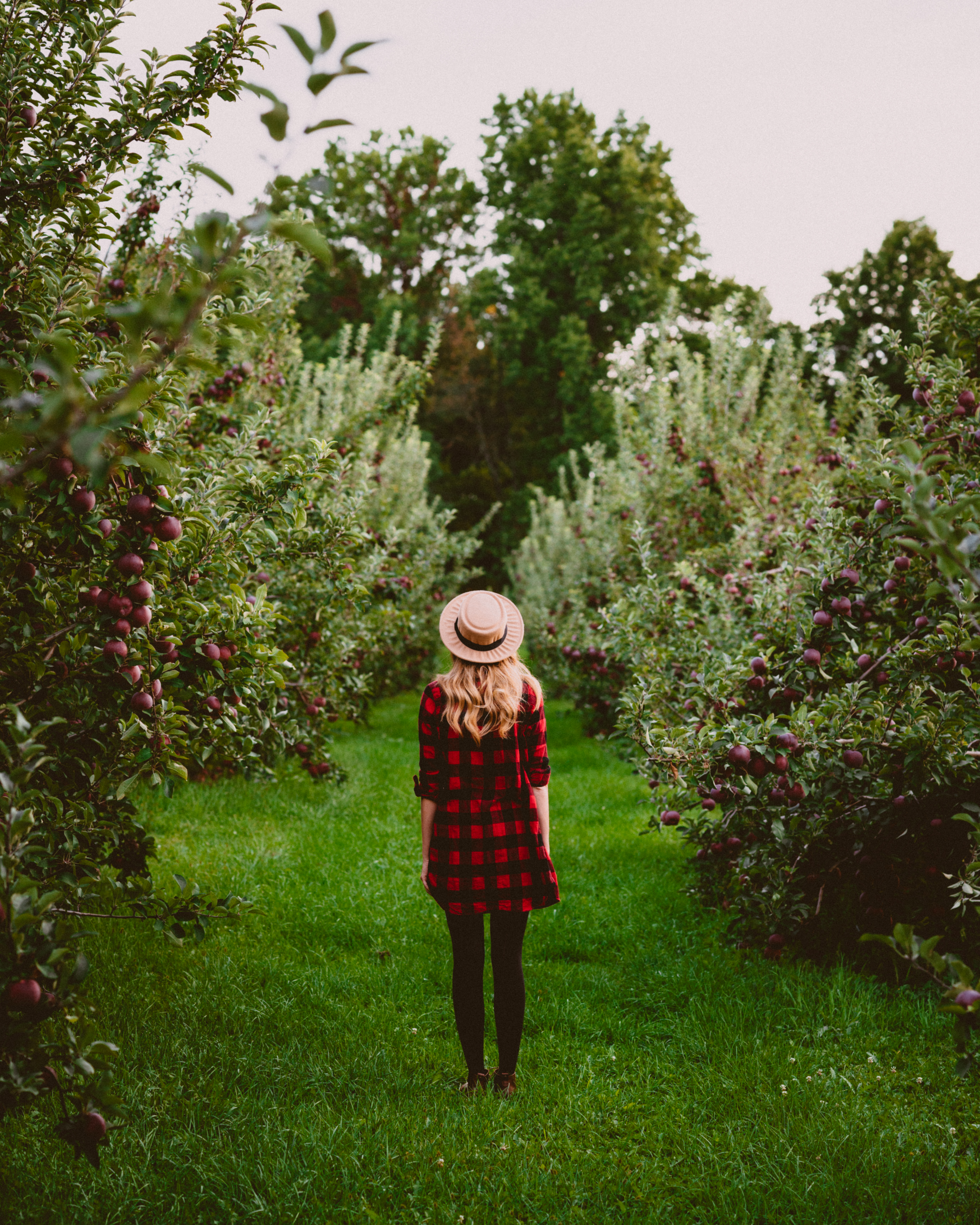 Angry Orchard in Walden NY, apple picking, fall in ny